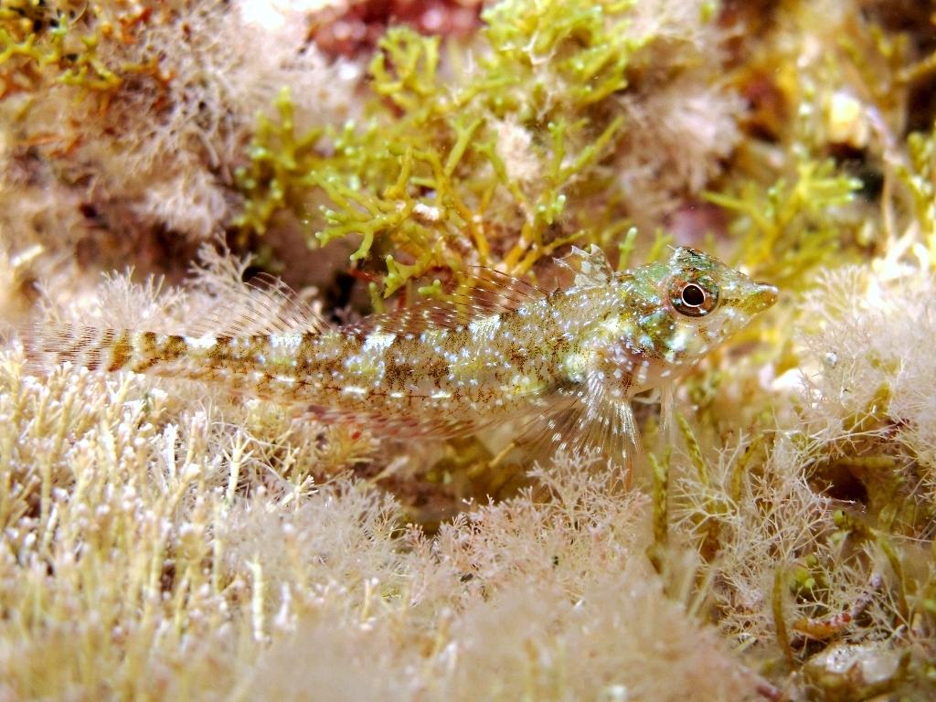 Tripterygion tartessicum(Carreras-C.,Pascual,Macpherson2007)